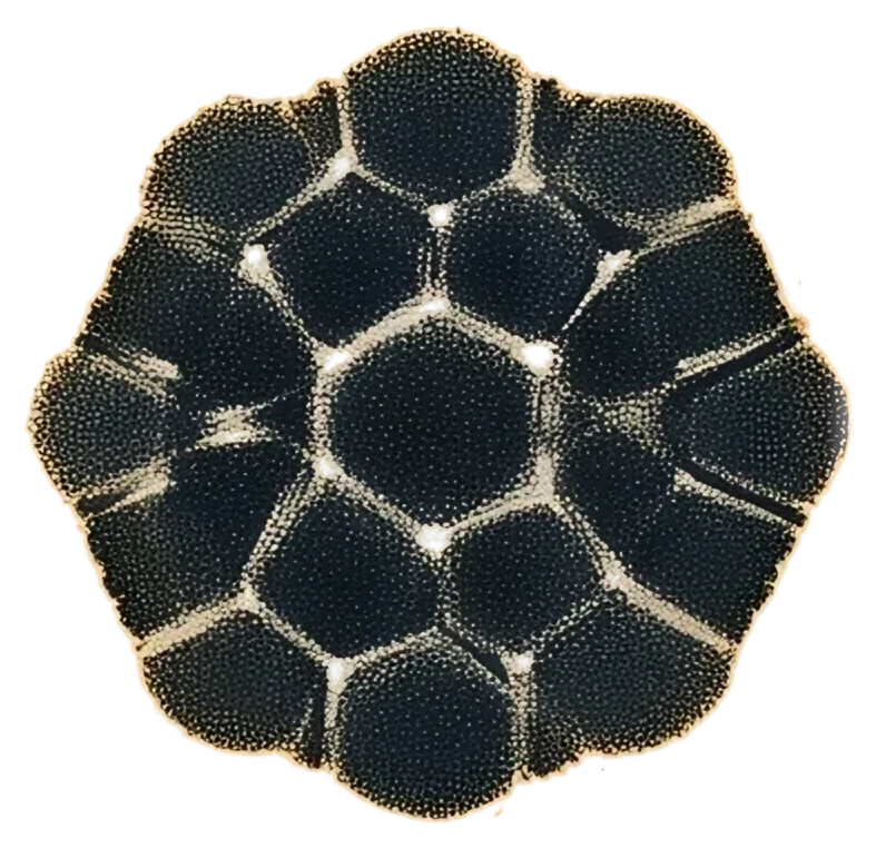 Arcana, the whole specimen