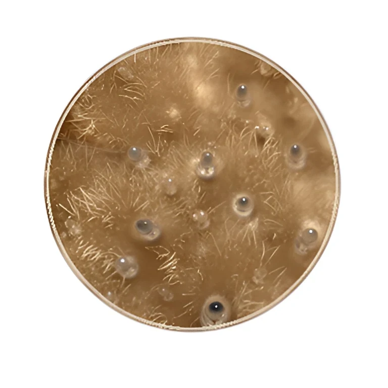 Oneiris, its receptor