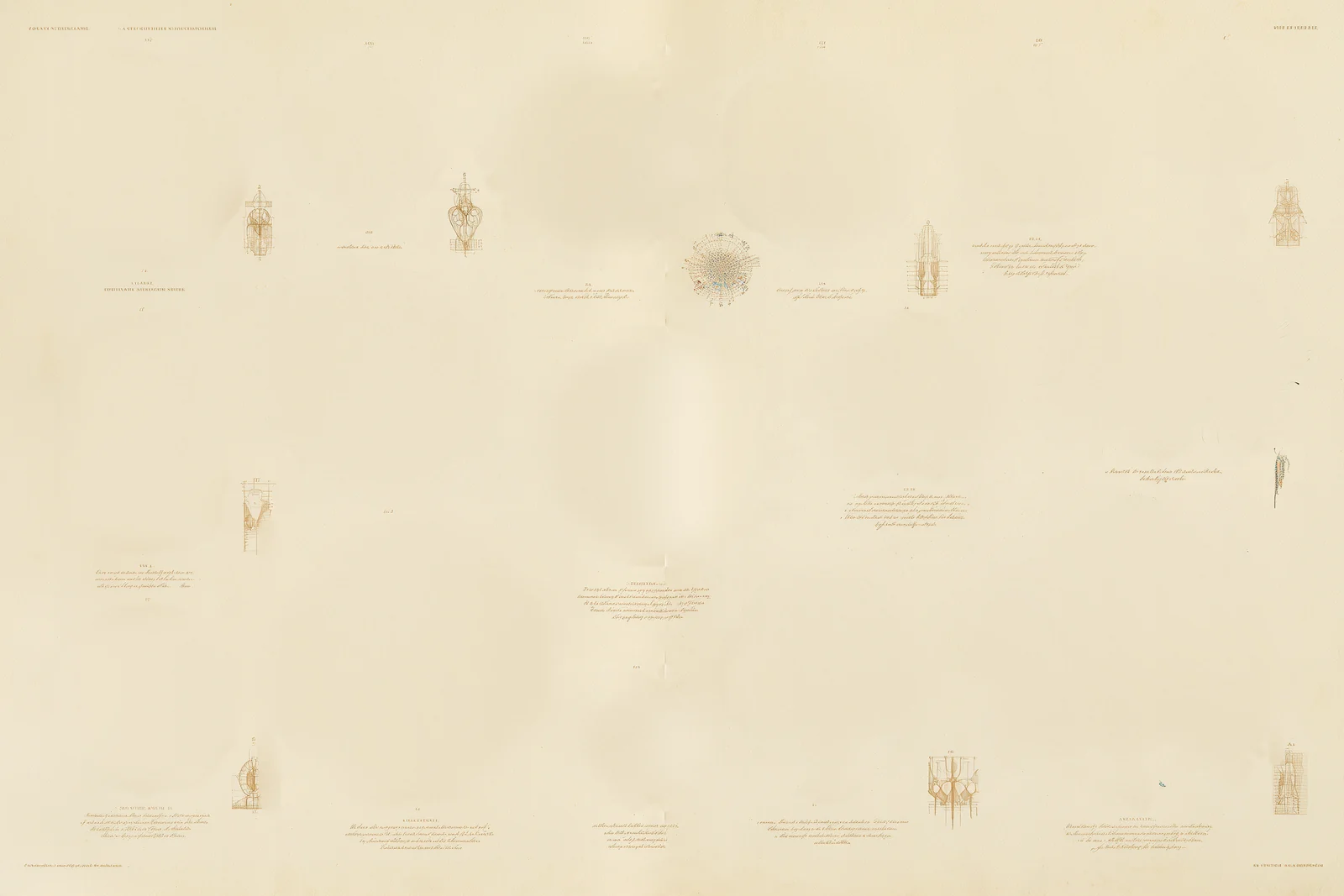 An open specimen book of impossible organisms: jellyfish, shells, corals, wire nests and flowers, each beside its caption and a small drawing.